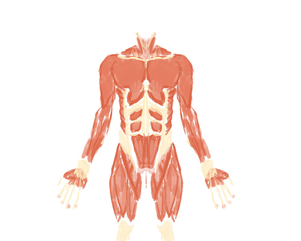 Front Muscles - Study by Joe5029 on DeviantArt