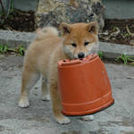 Suki and the Pot by kaoni701