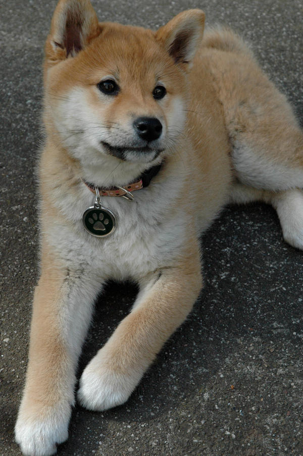 Suki the Shiba Puppy