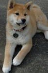 Suki the Shiba Puppy by kaoni701