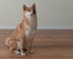 Proud Shiba by kaoni701
