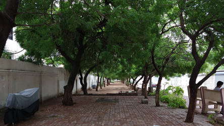 Neem Tree Forest After Rain