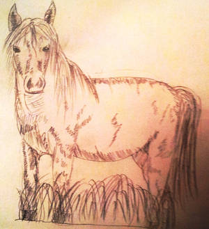 A Horse :3