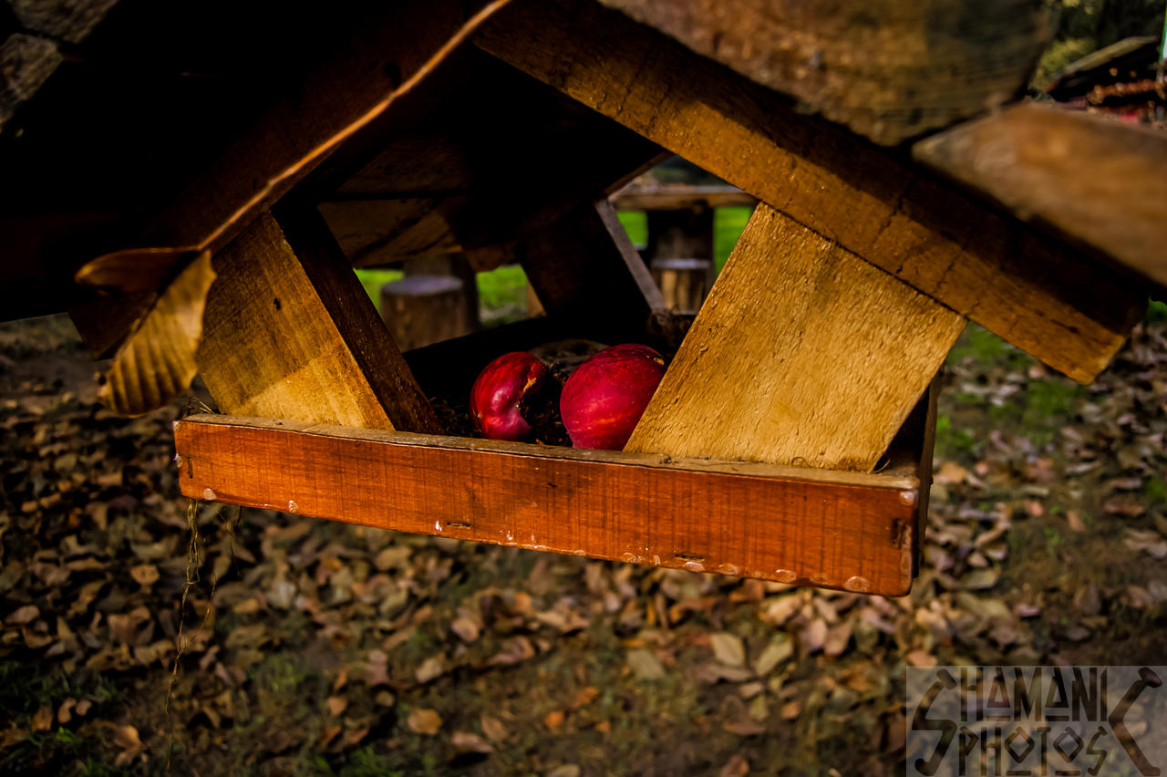 Bird feeder