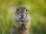 Have some nuts? by Konakira