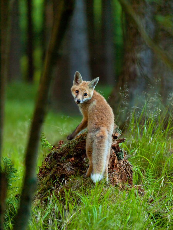 Little fox by Konakira on DeviantArt