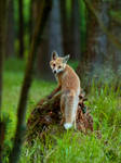 Little fox by Konakira