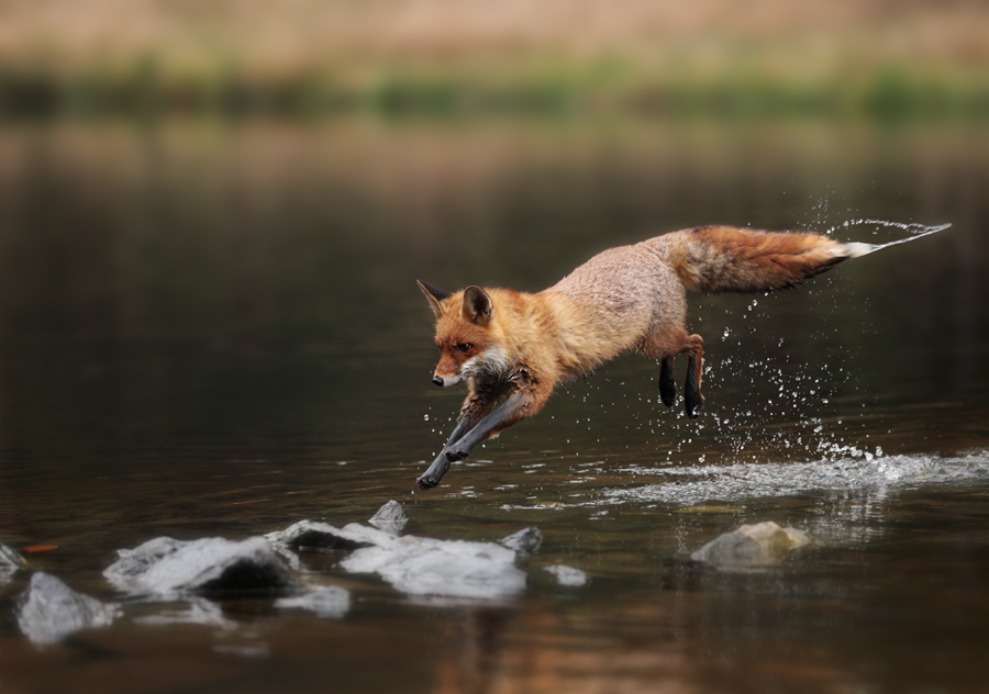 Fox Jumping Rocks Jumping fox by Konakira on DeviantArt
