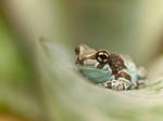 Cross frog by Konakira