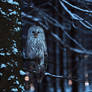 Owl at night