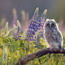 Spring Bloom Owl