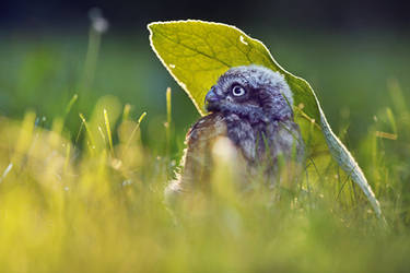 Under the Leaf