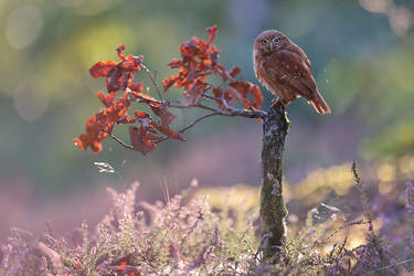 Fall for the Little Owl