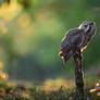 Hoot in the Forest