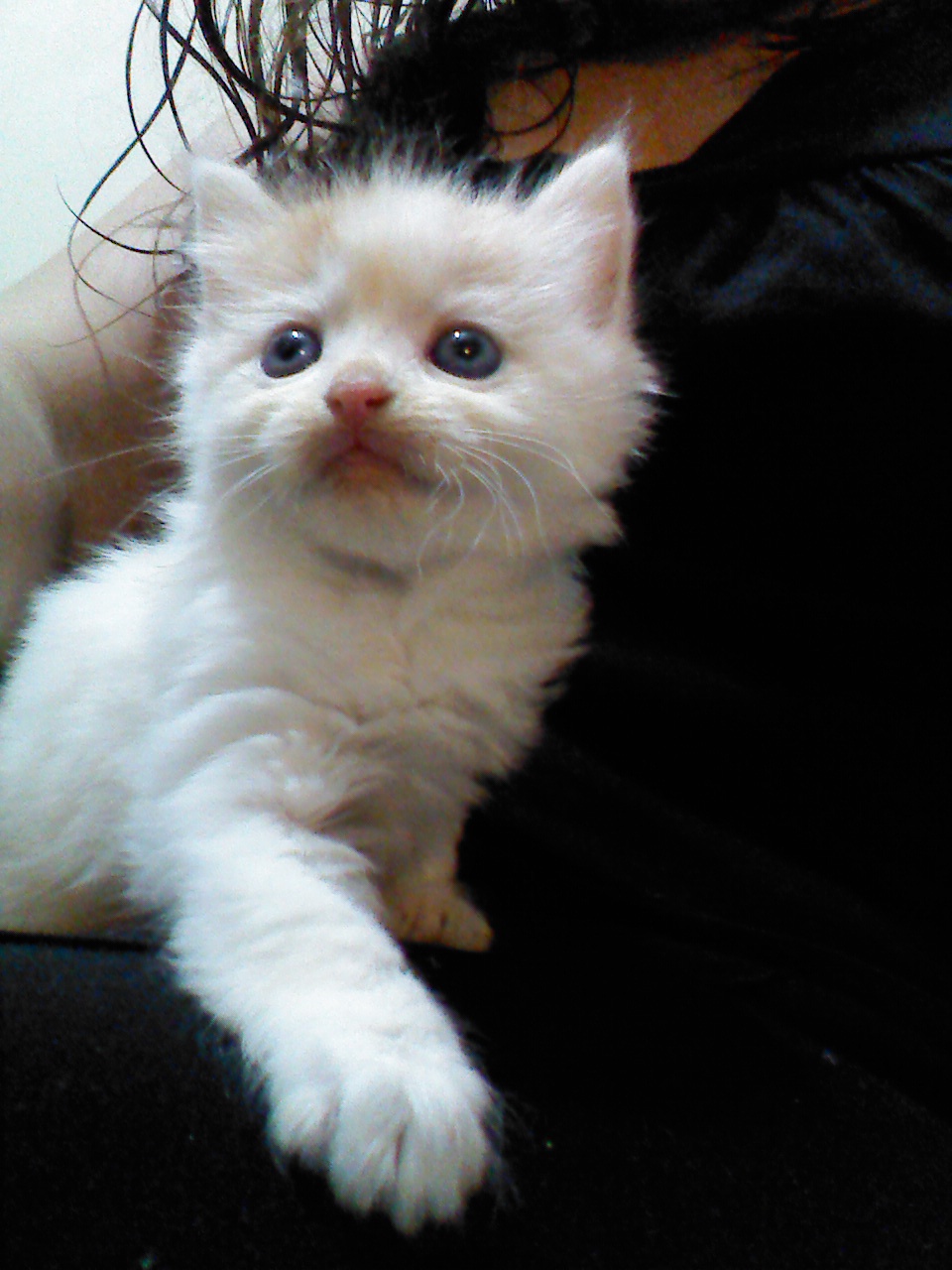 Random Kitten Picture of Cuteness! by Venex123 on DeviantArt