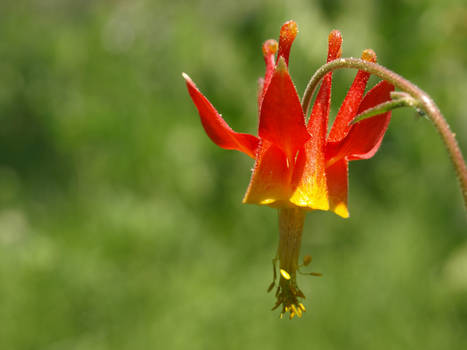 Wild Columbine