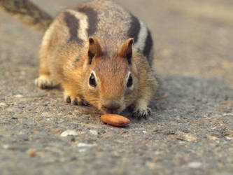 Sneaky Chipmunk