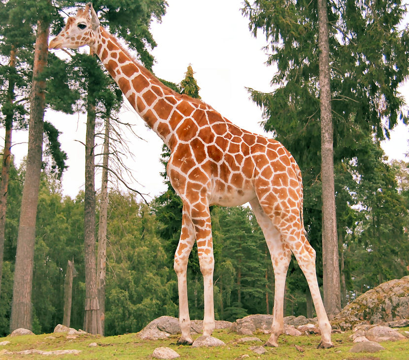 Giraff