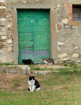 cats in the old sacristy