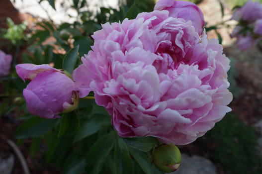 Pink Peony