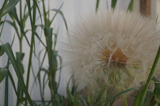 Giant dandelion