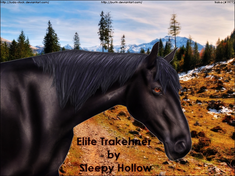 Black Trakehner