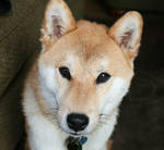 Shiba Inu by SicTransit983