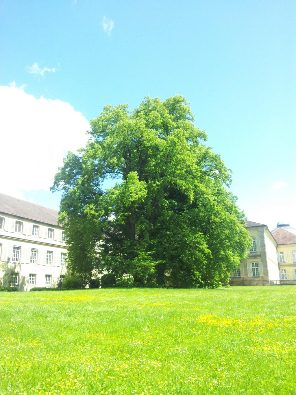 The lonely Tree