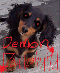 Demon dachshund