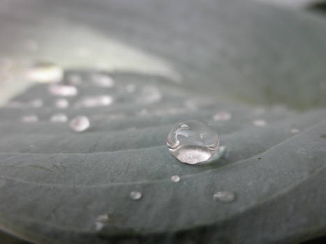 View in a bowl