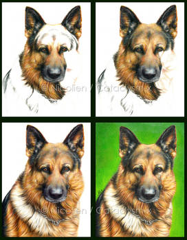 Progress of a Pencil Dog