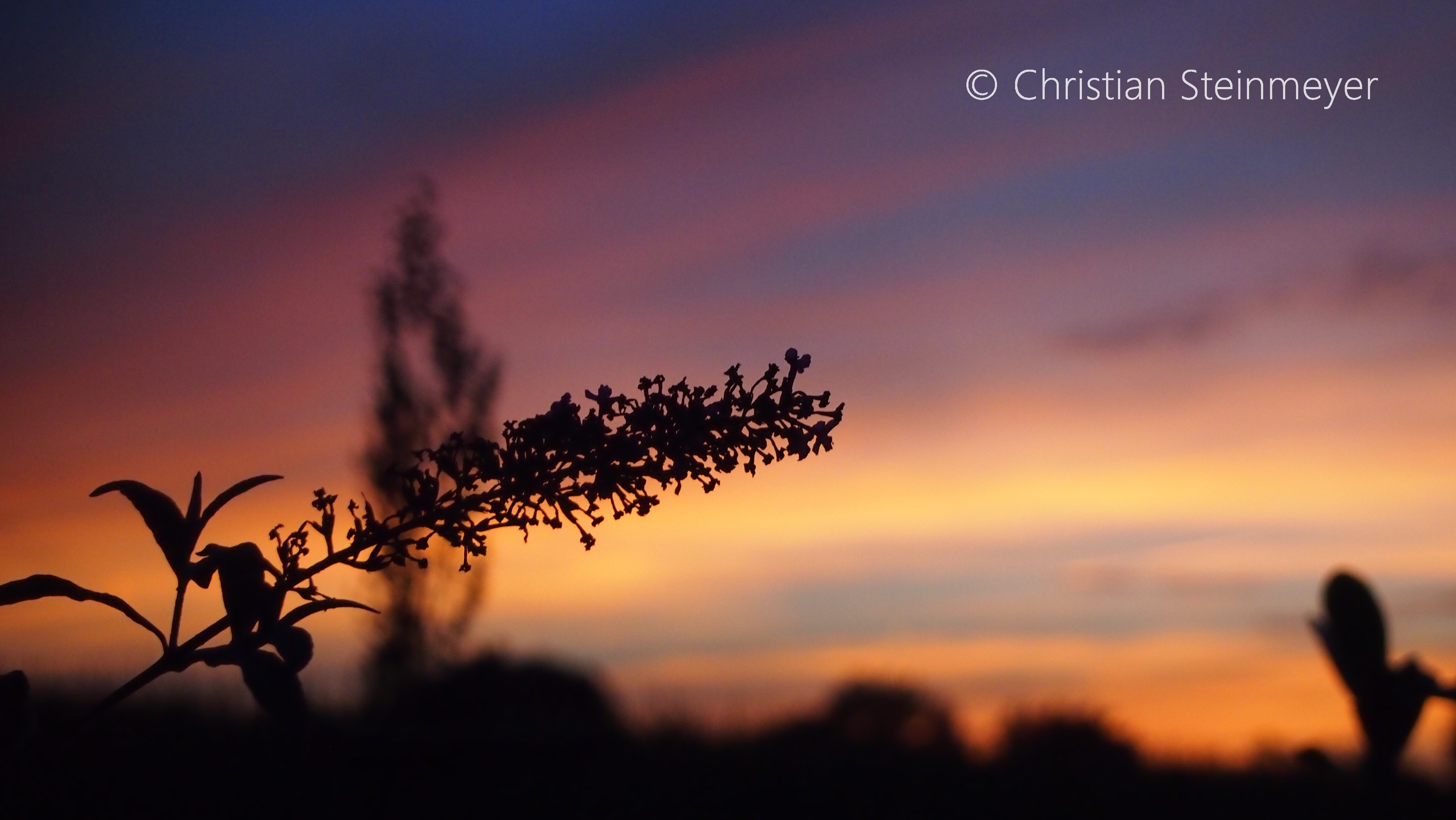 Buddleia