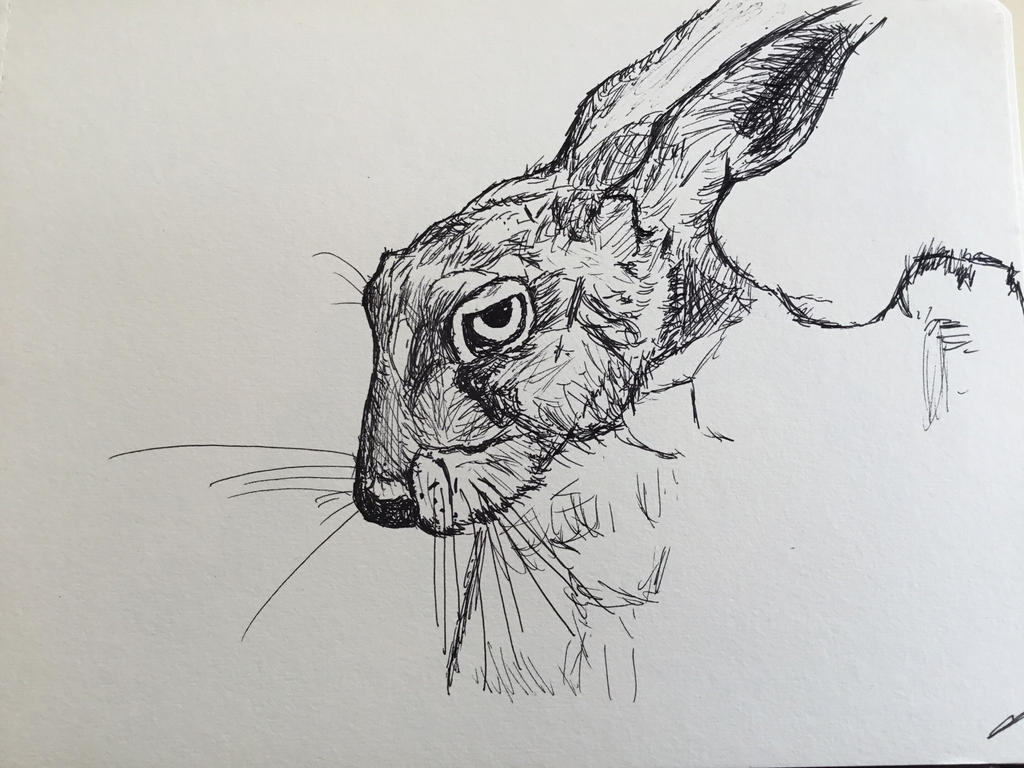 King Rabbit by TimSketches on DeviantArt