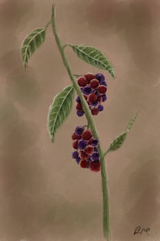 Berry Branch