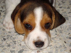 Puppy Beagle