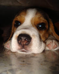 Puppy Beagle 02