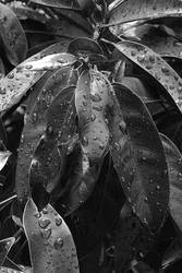 Leaves