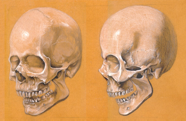 Human Skull Study