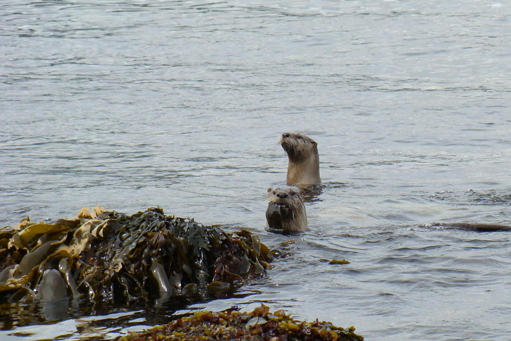 Otter Pops