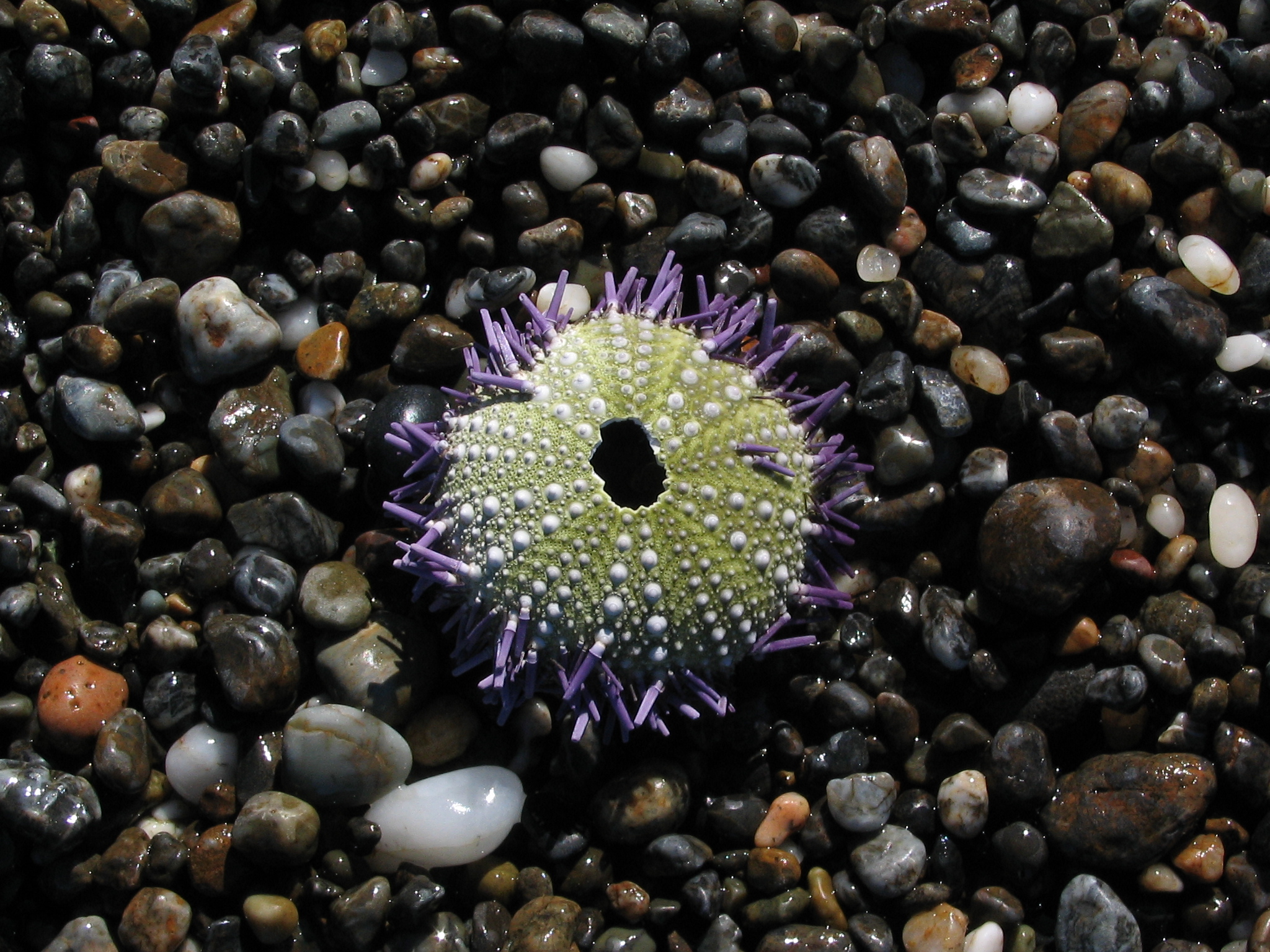 Coronal Urchin