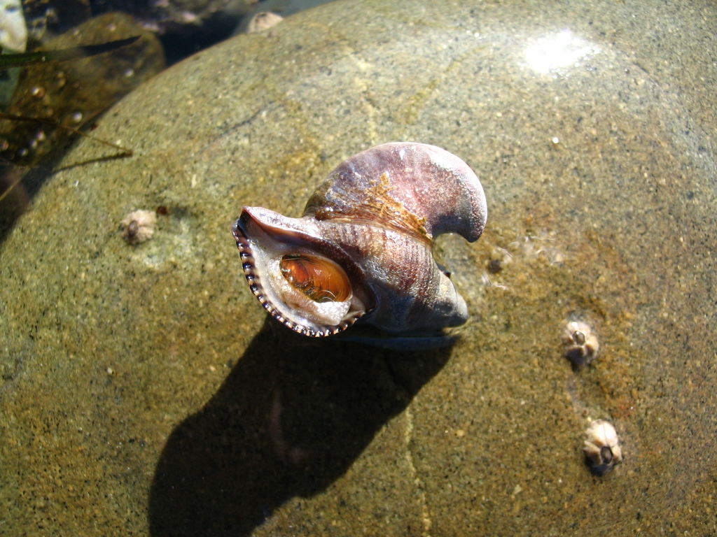 Deformed shell