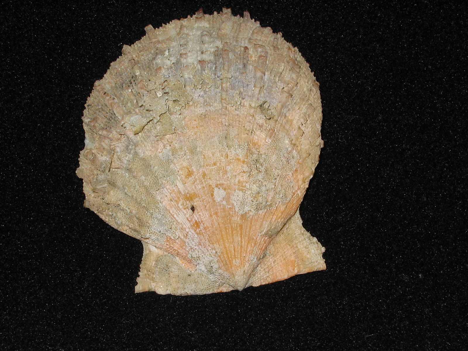 Scallop