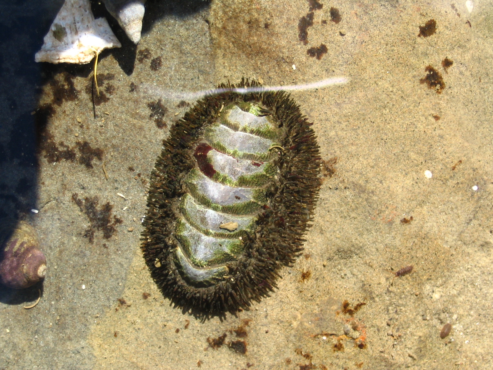 Hairy Chiton