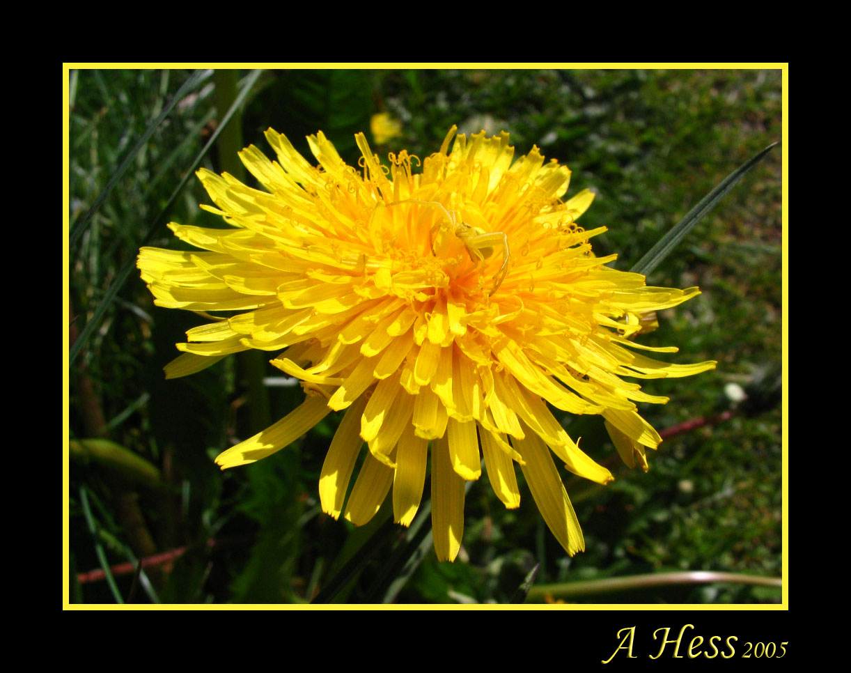 Bright Yellow Camouflage 2