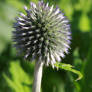 Thistle