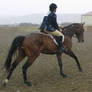 Horse 3 - Cantering