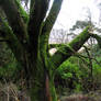 Connemara - Mossy Tree