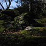 Barna Wood 1 - Mossy Stones