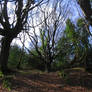 Barna Wood 2 - Twisting Trees