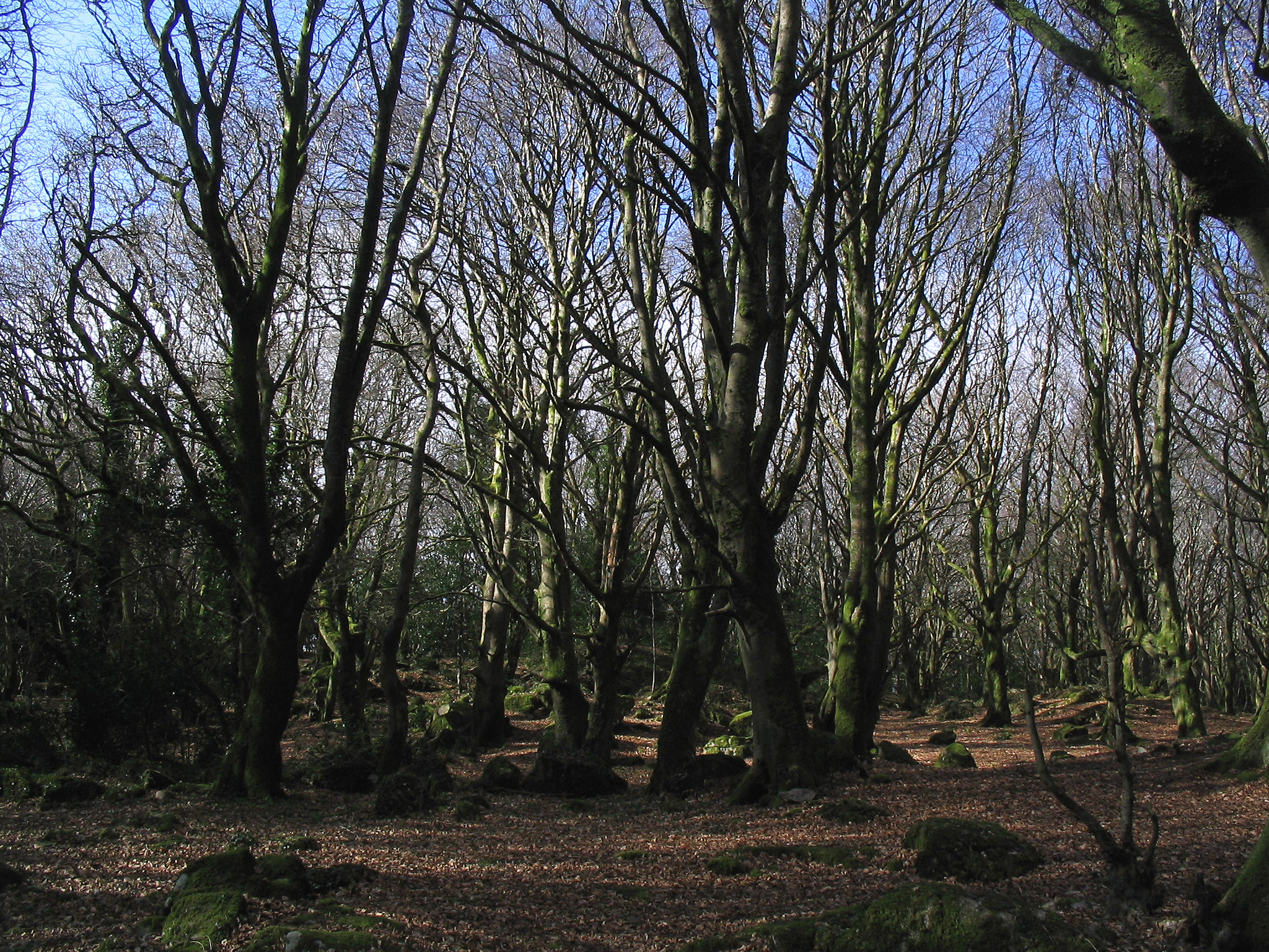 Barna Wood 7 - Forest Clearing